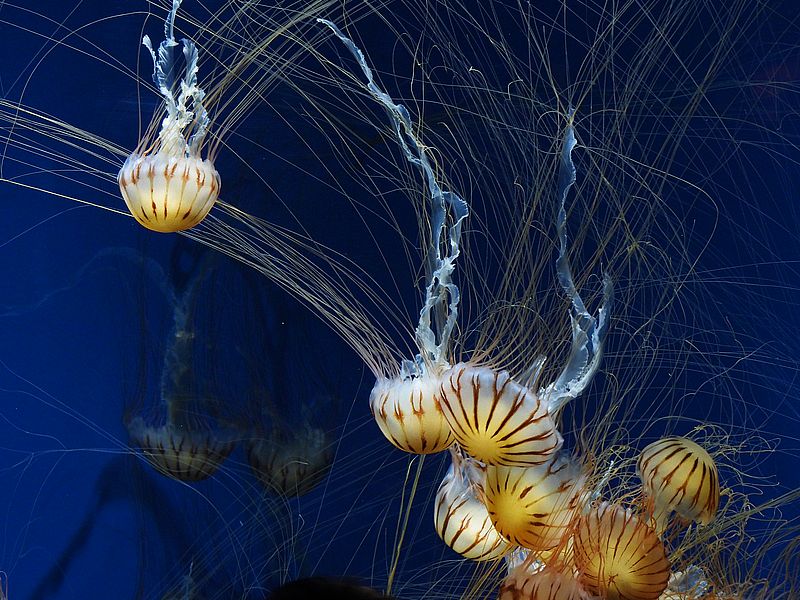 アカクラゲちゃん