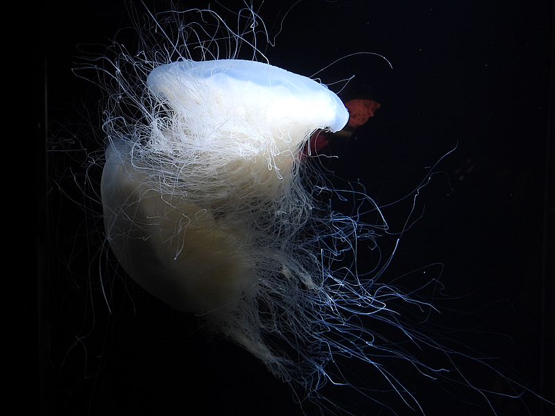 ユウレイクラゲちゃん