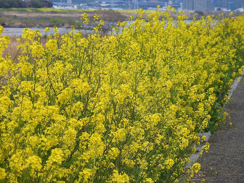 セイヨウカラシナ