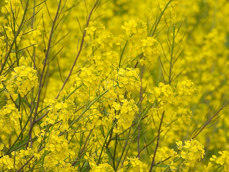 セイヨウカラシナ