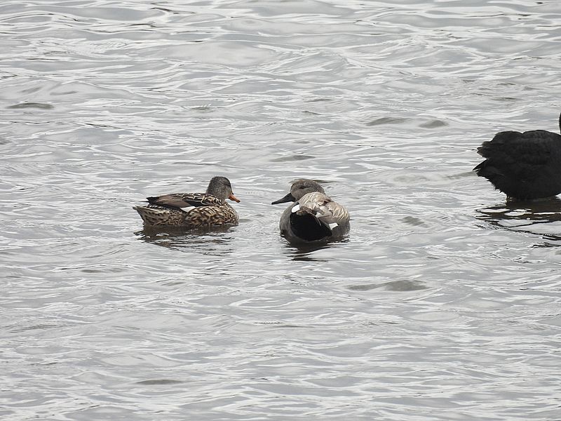 オカヨシさんご夫妻