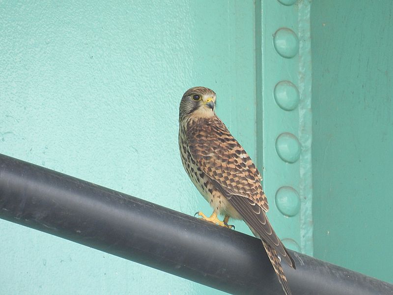 チョウゲンボウのペコちゃん