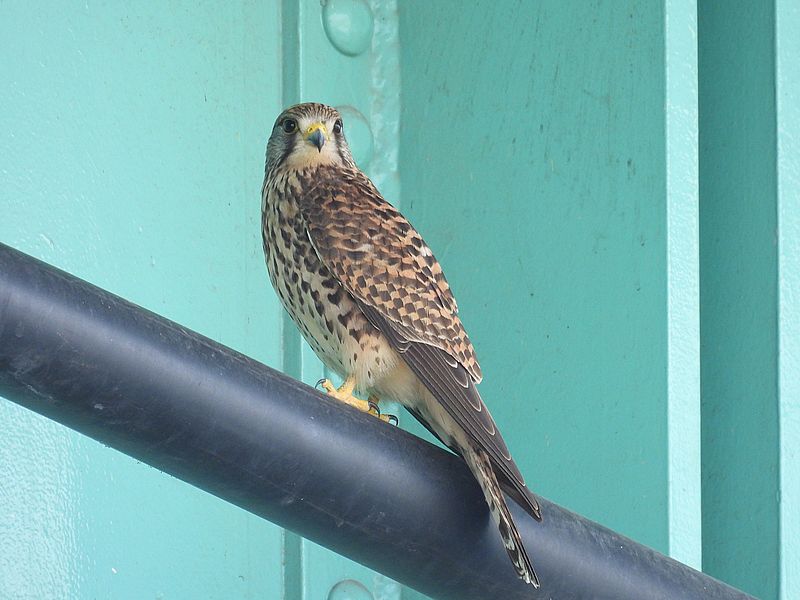 チョウゲンボウのペコちゃん