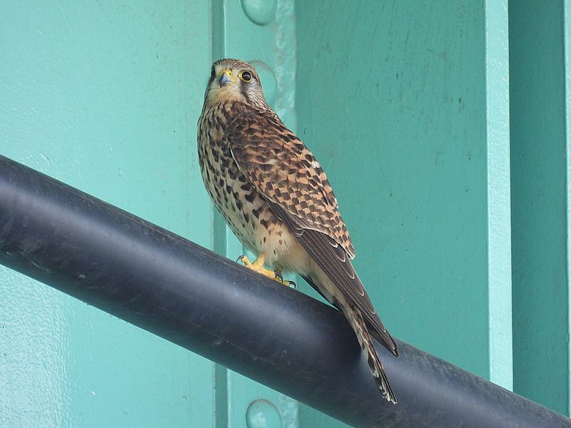 チョウゲンボウのペコちゃん