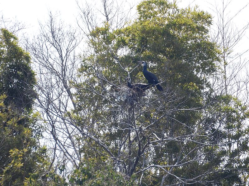 カワウちゃんのコロニー