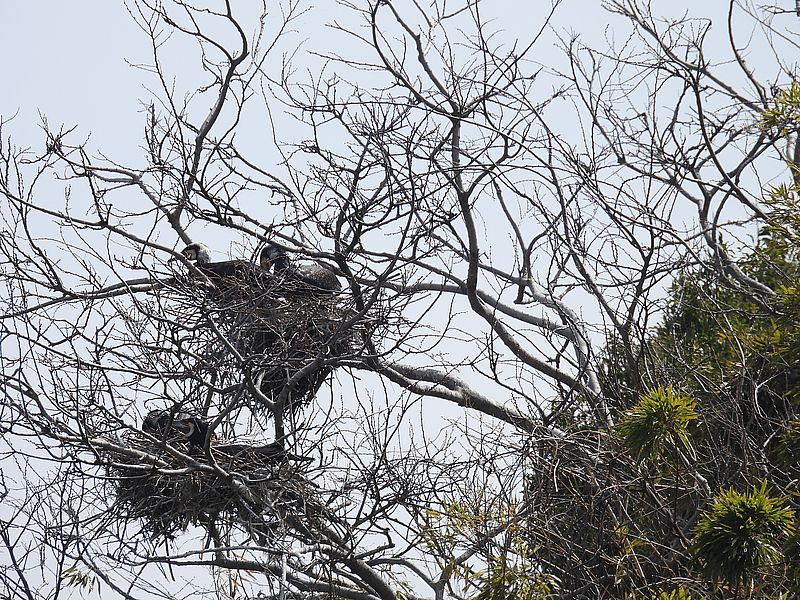 カワウちゃんのコロニー