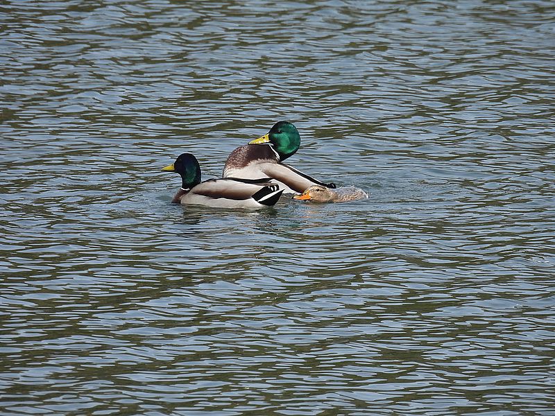 マガモ氏ご夫妻とチョンガーのマガモ氏
