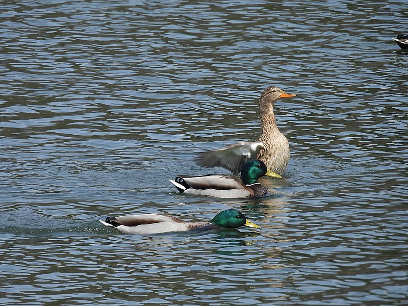 マガモ氏ご夫妻とチョンガーのマガモ氏