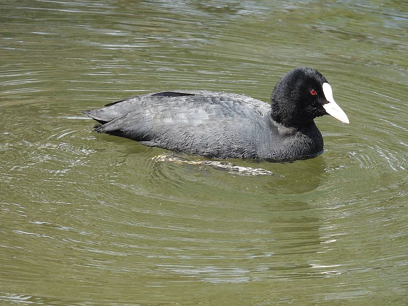 オオバンちゃん