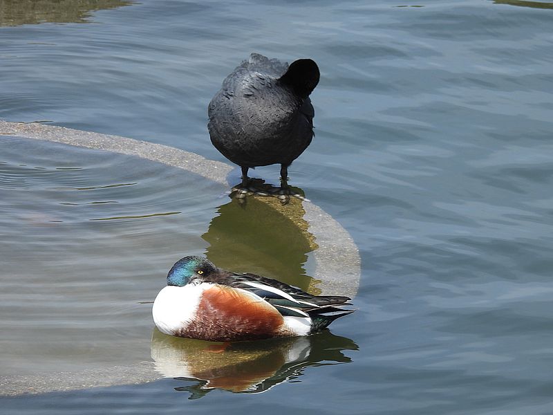 オオバンちゃんとハシビロさん