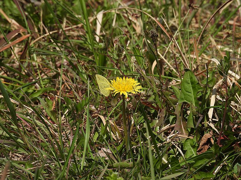 キチョウちゃん
