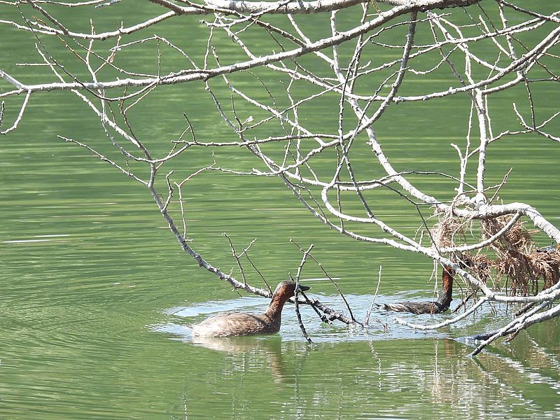 カイツブリちゃん