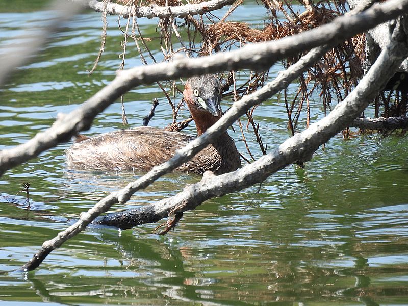 カイツブリちゃん