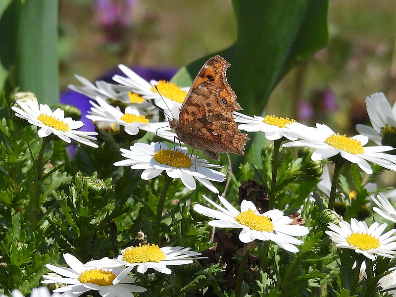 キタテハちゃん