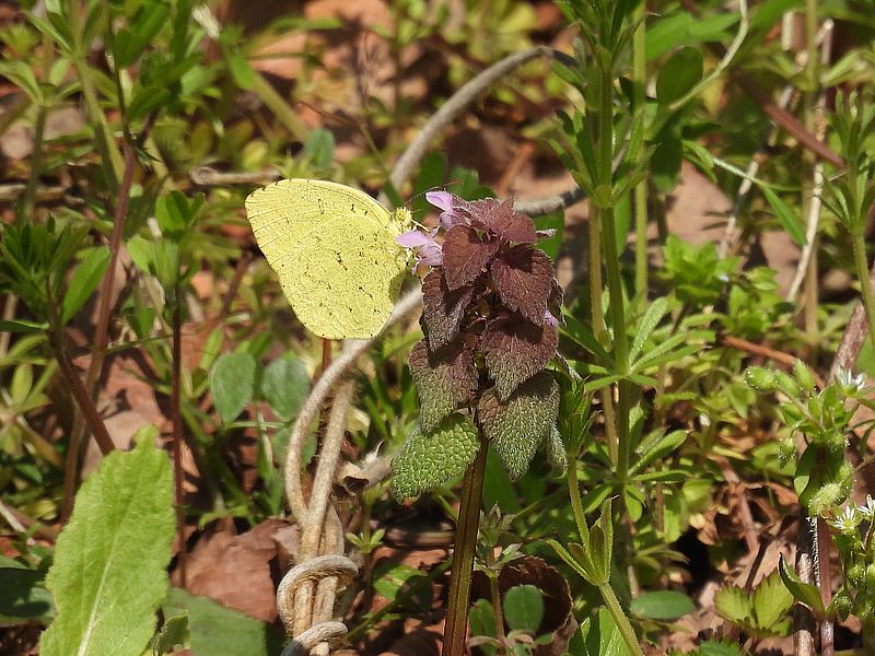 キチョウちゃん