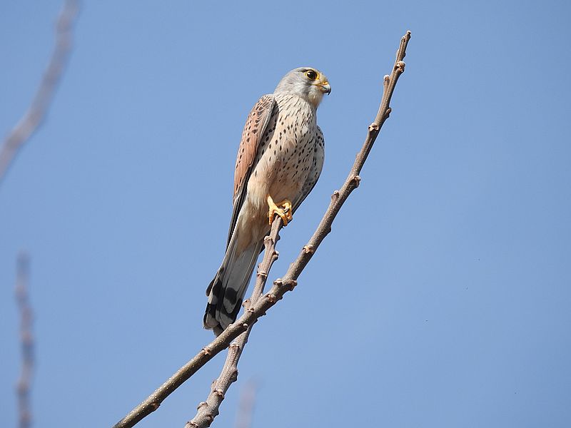 チョウゲンボウのポコちゃん