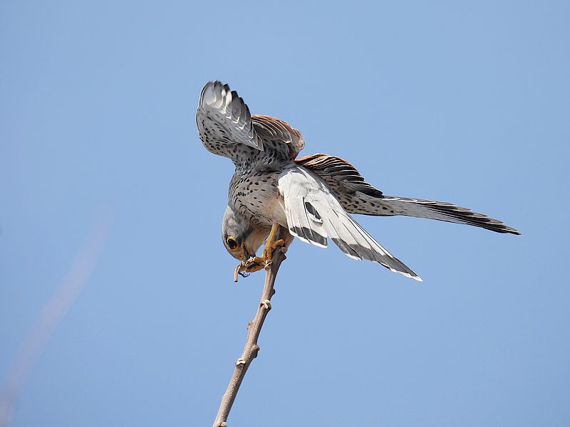 チョウゲンボウのポコちゃん