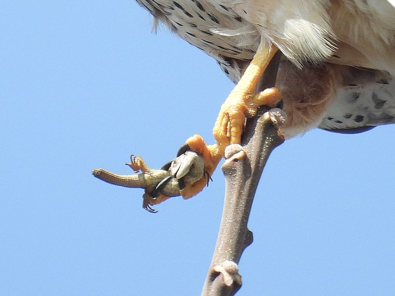 カナヘビちゃん