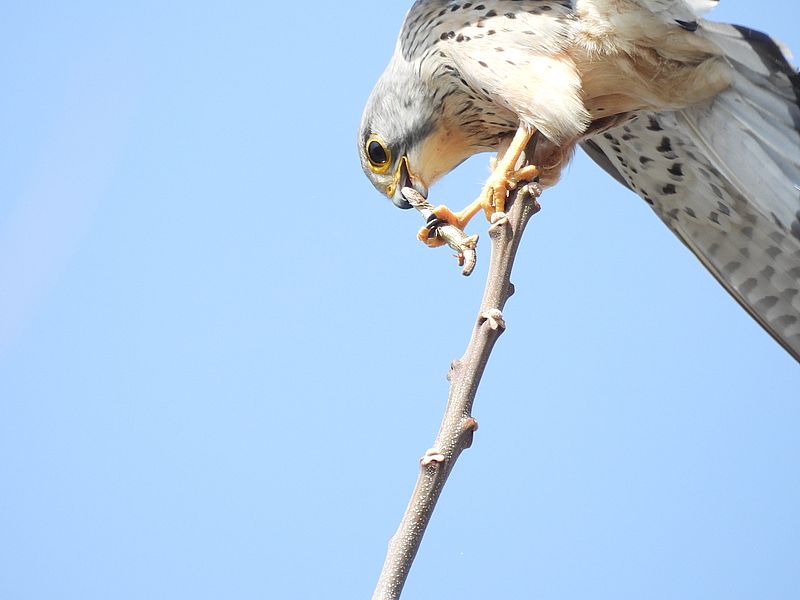 チョウゲンボウのポコちゃん
