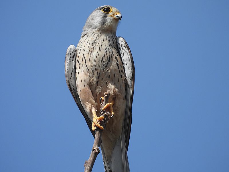 チョウゲンボウのポコちゃん