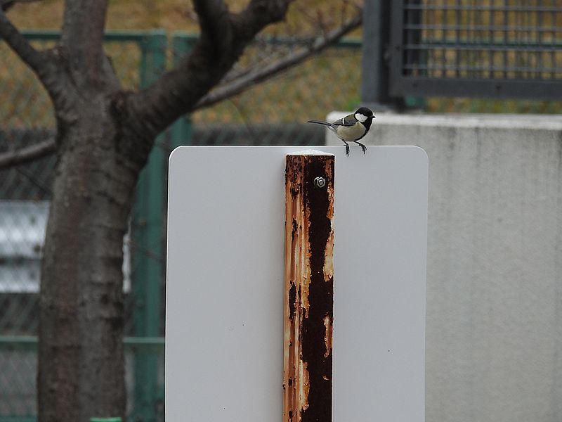 シジュウカラちゃん