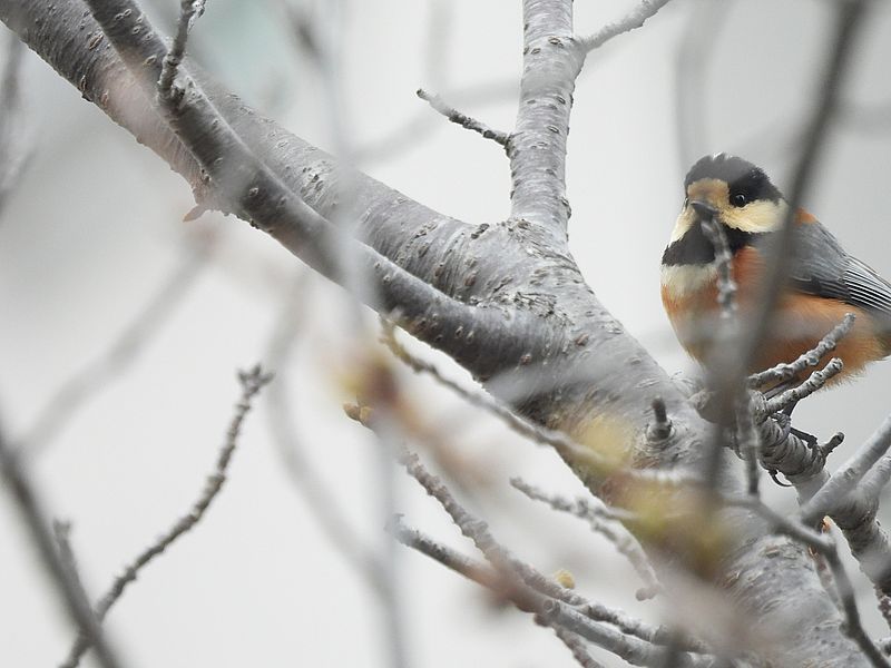 ヤマガラちゃん