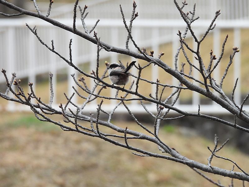 くそはやエナガ元帥