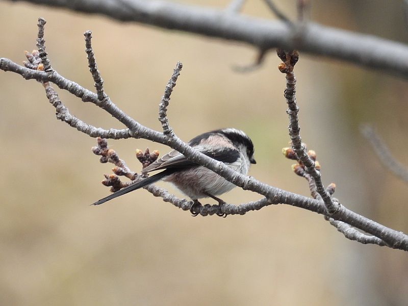 くそはやエナガ元帥