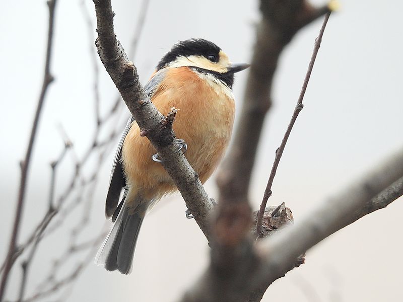 ヤマガラちゃん