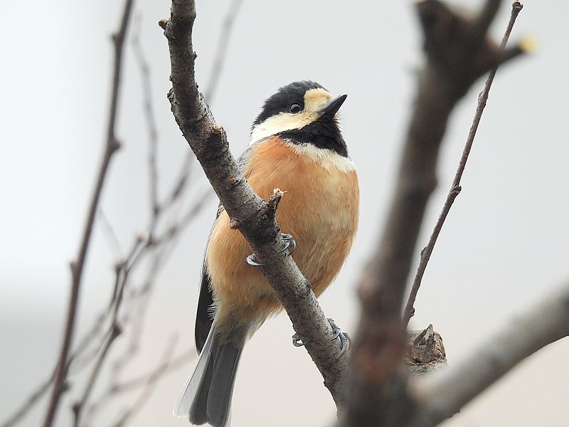 ヤマガラちゃん