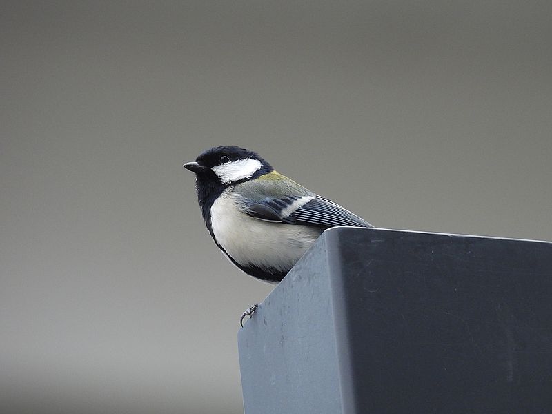 シジュウカラちゃん