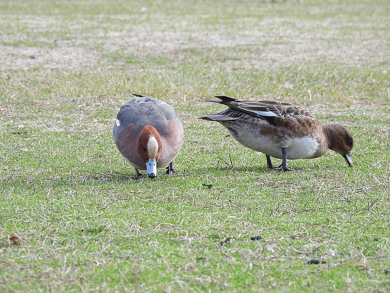 ぴゆちゃんご夫妻