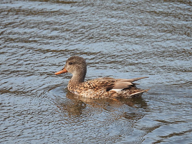 オカヨシ子さん