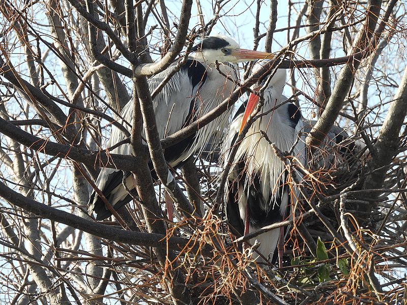 アオサギ先生ご夫妻