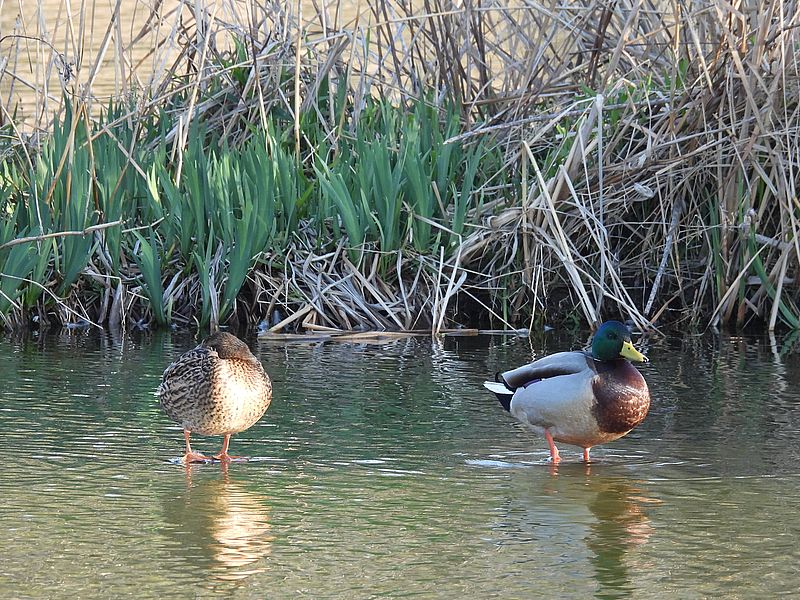 マガモ氏ご夫妻