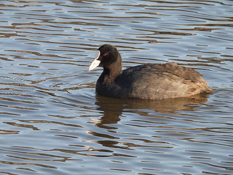 オオバンちゃん