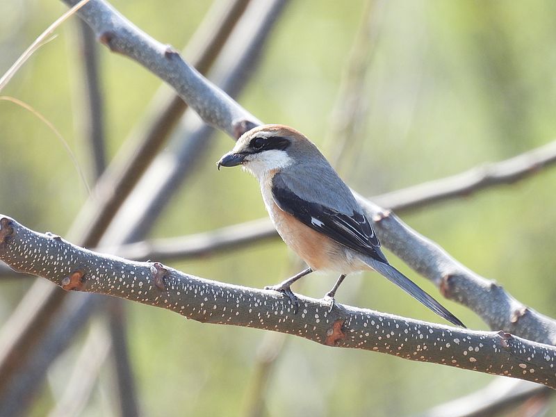 ラブリーソルジャーモズちゃん