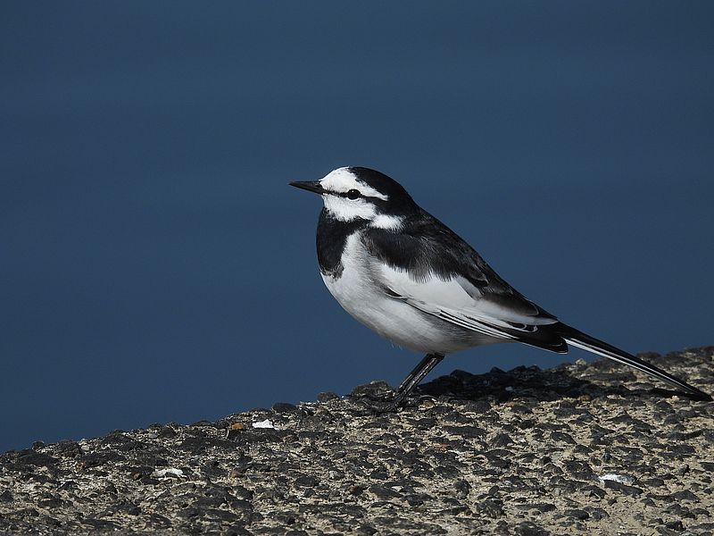 ハクセキレイちゃん