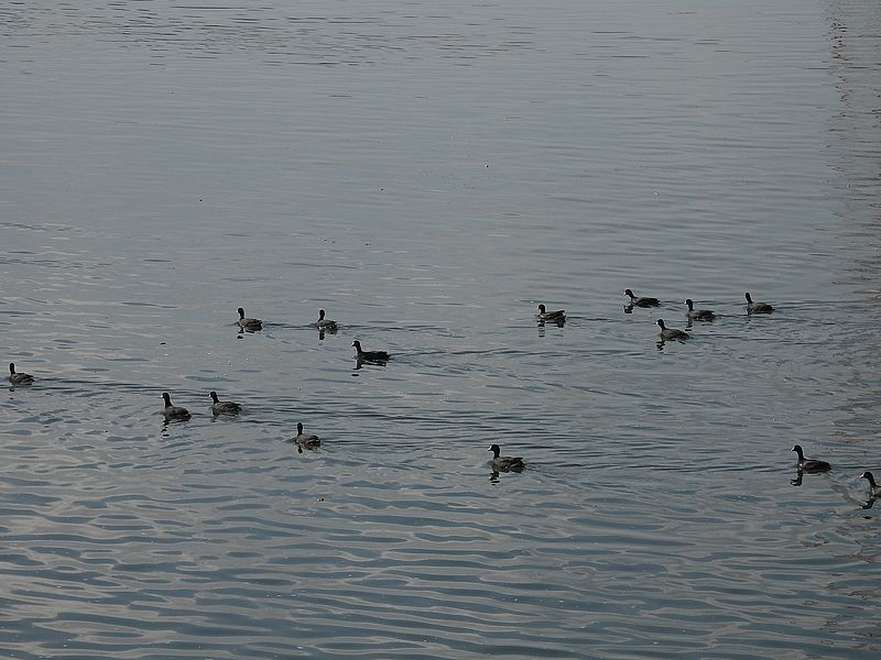 オオバンちゃん