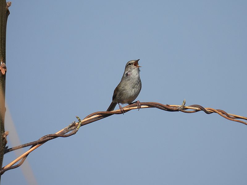 ウグイスちゃん