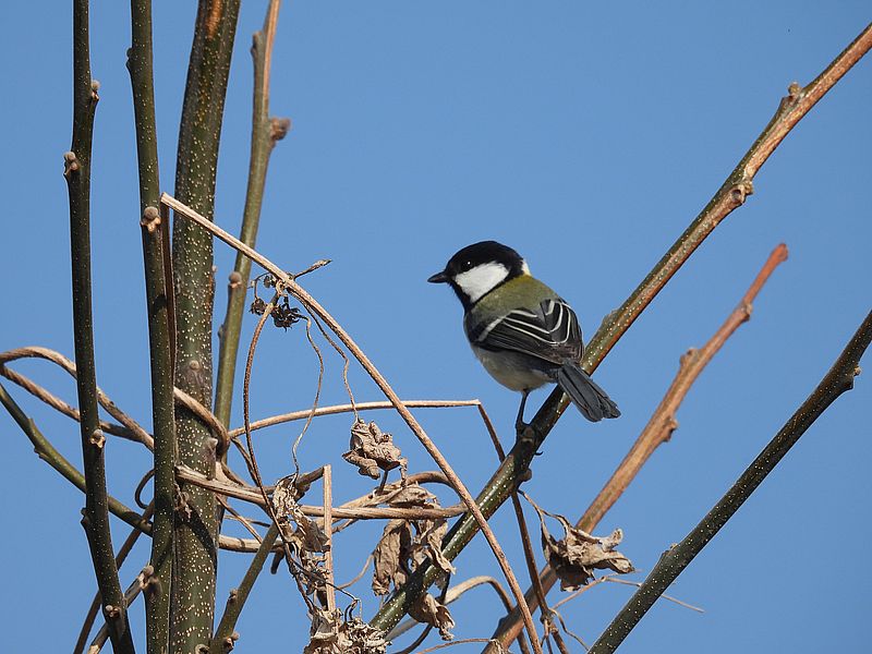 シジュウカラちゃん