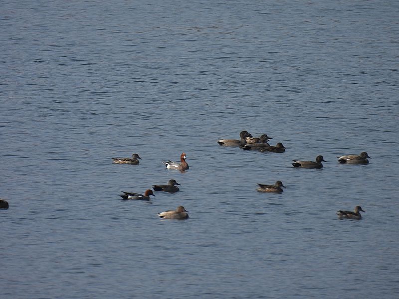 オカヨシさんとぴゆちゃん