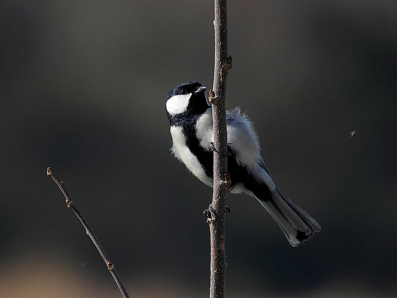 シジュウカラちゃん