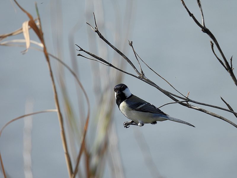 シジュウカラちゃん
