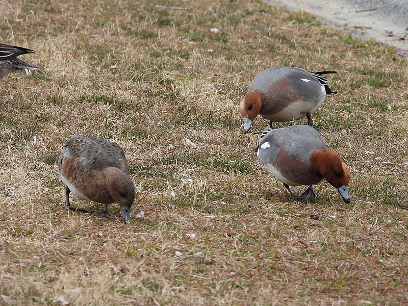 ぴゆちゃんたち
