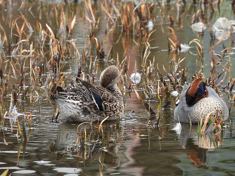 コガモちゃんご夫妻