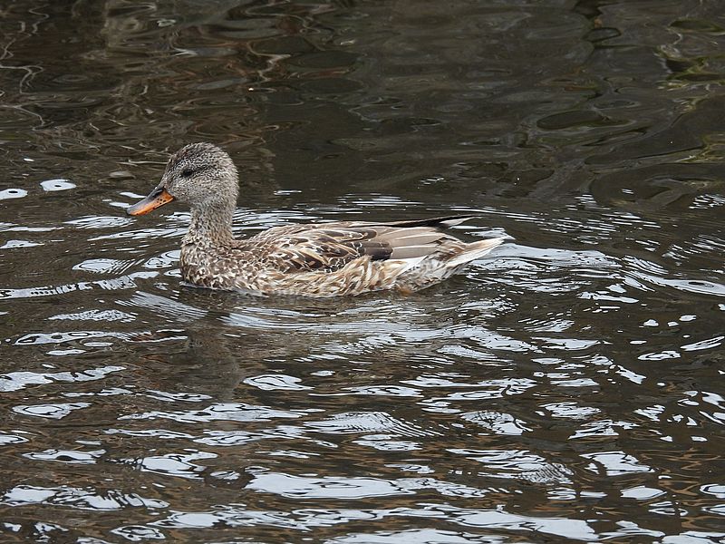 オカヨシ子ちゃん