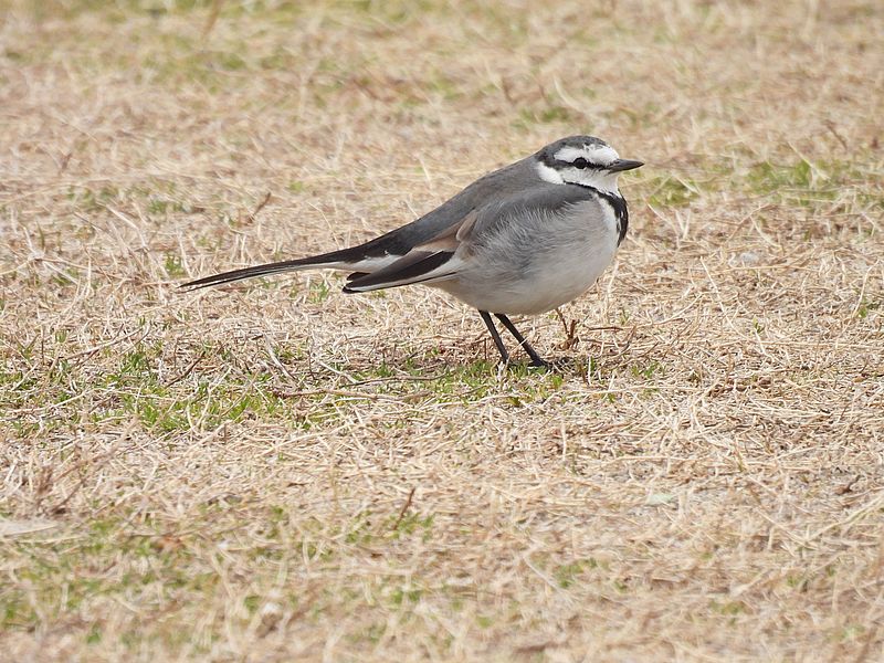 ハクセキレイちゃん
