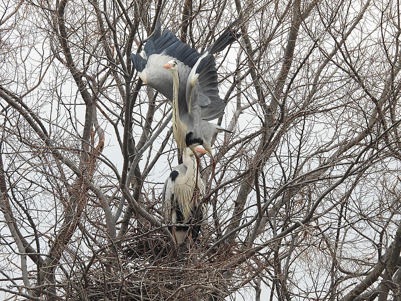 アオサギ先生ご夫妻