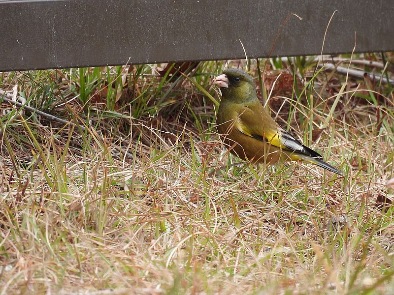 カワラヒワさん